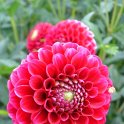Dahlia x 'Little William'